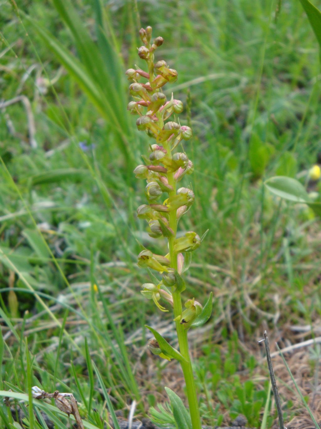 Coeloglossum viride